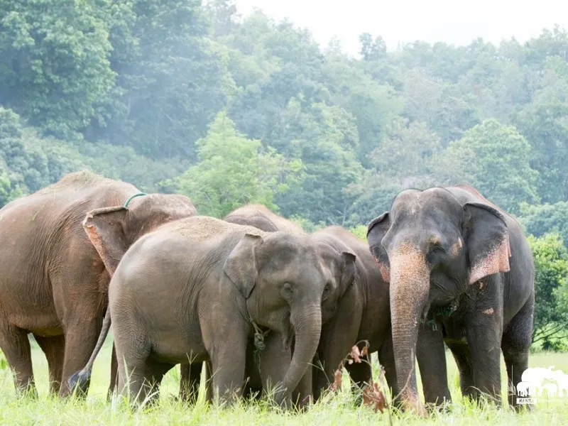Elephants in Thailand