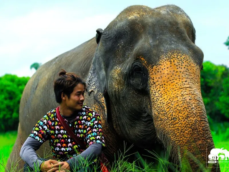 Habitat - Elephants in Thailand
