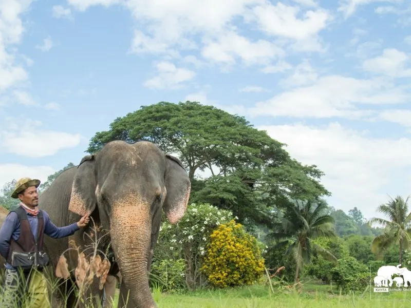 History - Elephants in Thailand
